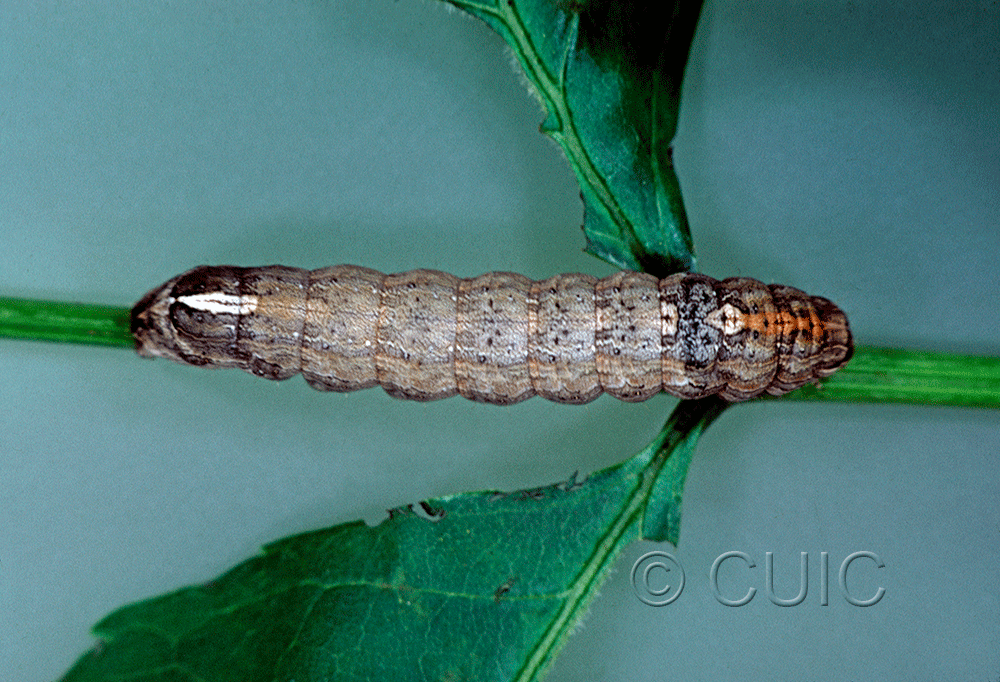 dorsal view of larva Sympistis chionanthi on Fraxinus americanus in USA: MN