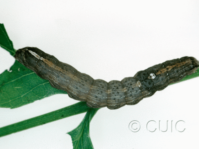 dorsal view of larva Sympistis chionanthi on Fraxinus americanus in USA: MN