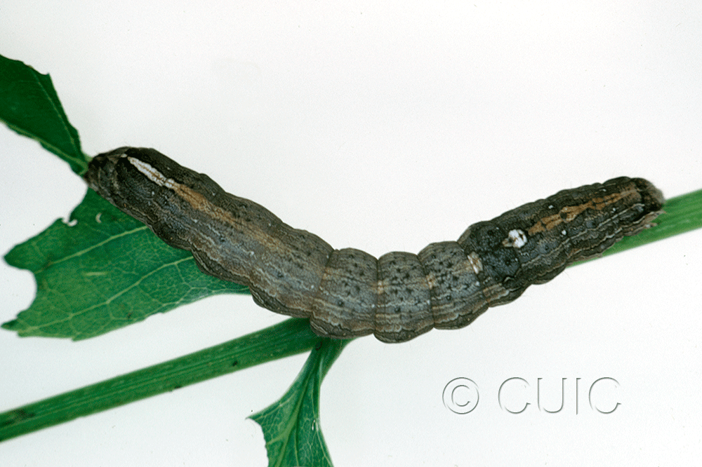 dorsal view of larva Sympistis chionanthi on Fraxinus americanus in USA: MN