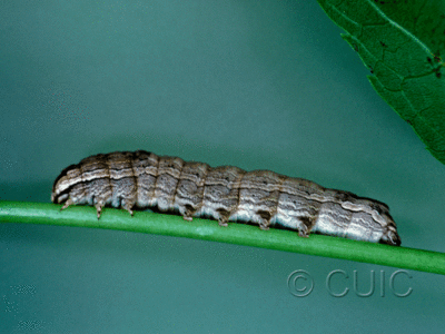 lateral view of larva Sympistis chionanthi on Fraxinus americanus in USA: MN