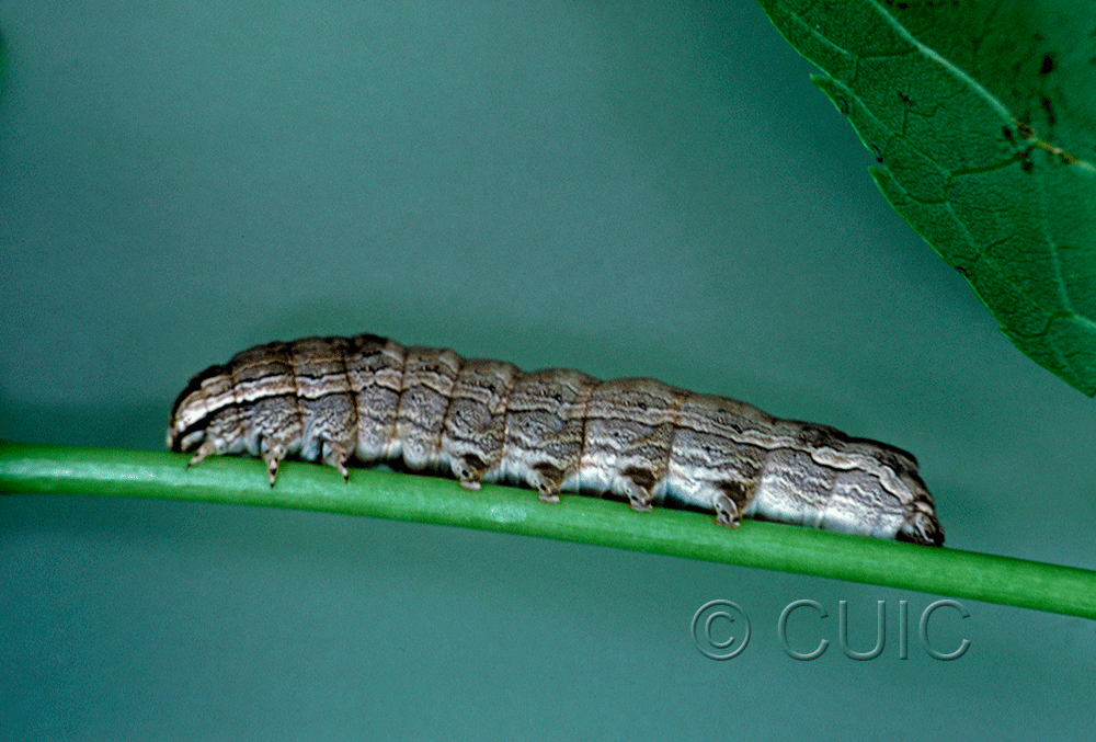 lateral view of larva Sympistis chionanthi on Fraxinus americanus in USA: MN