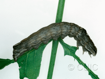 lateral view of larva Sympistis chionanthi on Fraxinus americanus in USA: MN