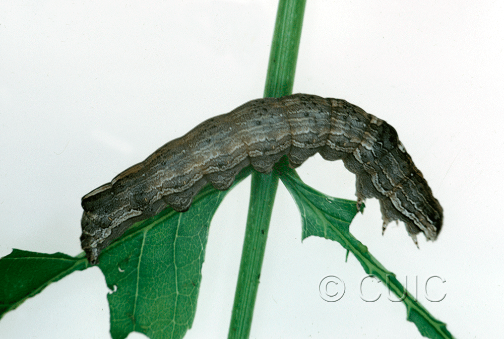 lateral view of larva Sympistis chionanthi on Fraxinus americanus in USA: MN
