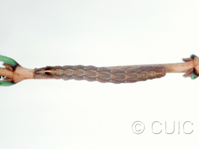dorsal view of larva Sympistis pallidior on Symphiocarpus in USA: MT