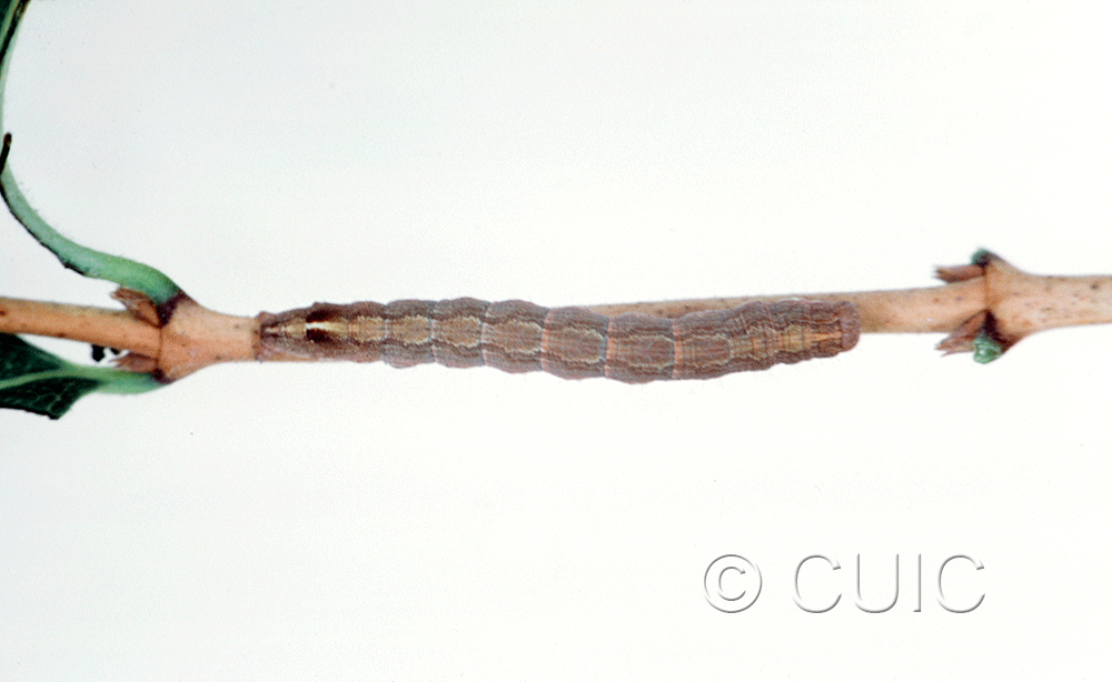 dorsal view of larva Sympistis pallidior on Symphiocarpus in USA: MT