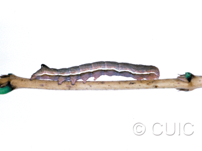 lateral view of larva Sympistis pallidior on Symphiocarpus in USA: MT