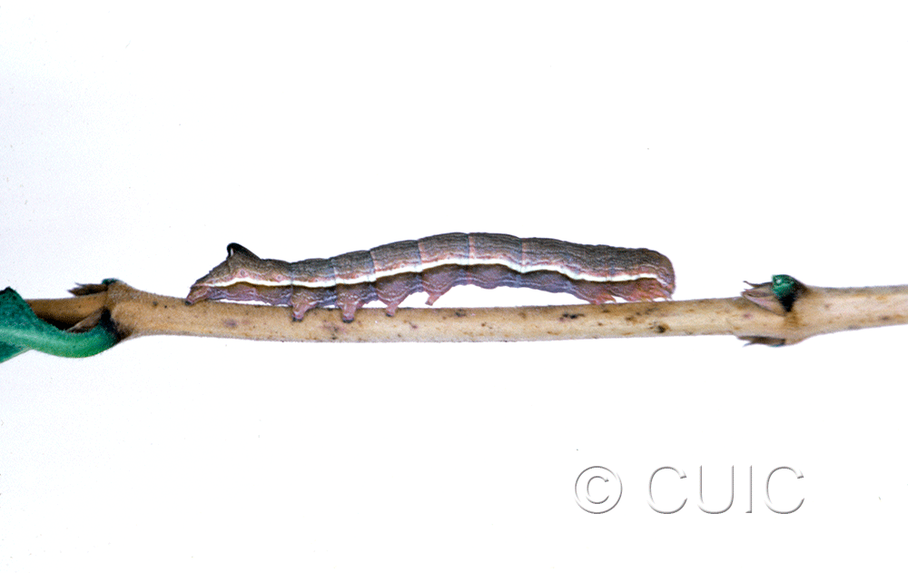 lateral view of larva Sympistis pallidior on Symphiocarpus in USA: MT