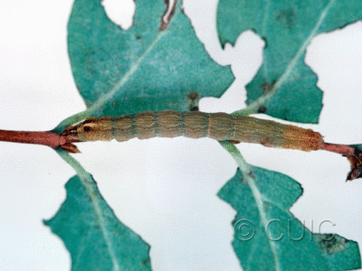 dorsal view of larva Sympistis pallidior on Symphiocarpus in USA: MT