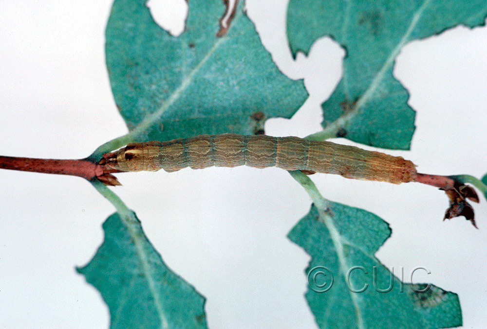 dorsal view of larva Sympistis pallidior on Symphiocarpus in USA: MT
