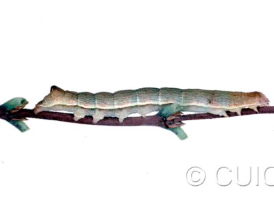 lateral view of larva Sympistis pallidior on Symphiocarpus in USA: MT