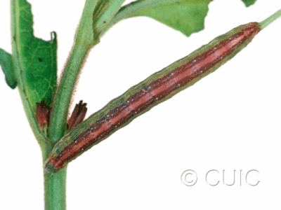 dorsal view of larva Sympistis triostei on Triosteum perfoliatum in USA: IL