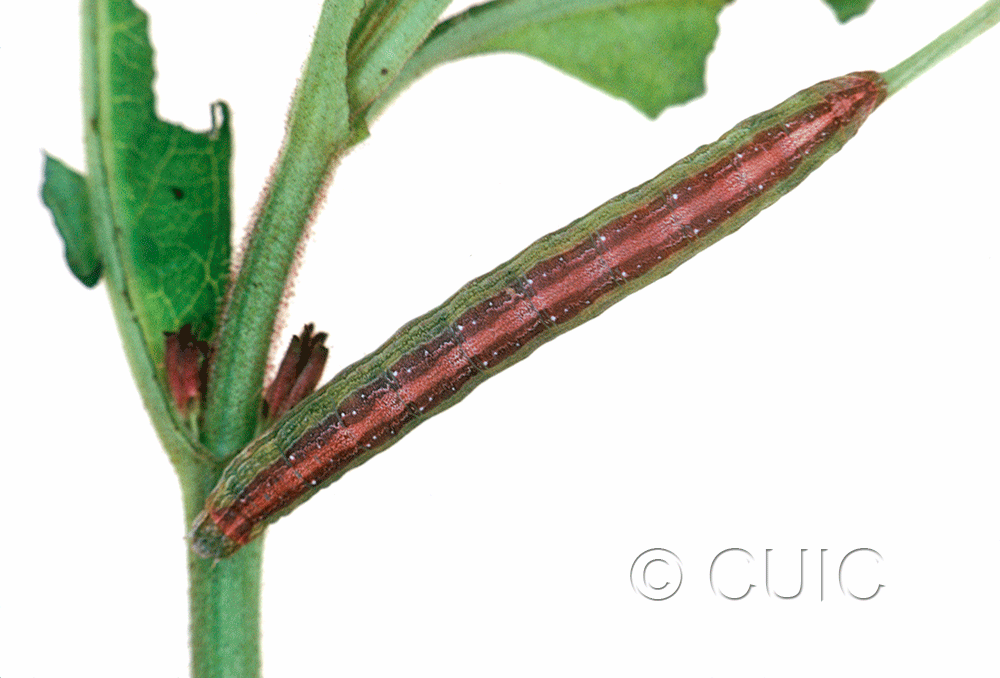 dorsal view of larva Sympistis triostei on Triosteum perfoliatum in USA: IL