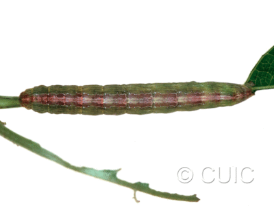 dorsal view of larva Sympistis triostei on Triosteum perfoliatum in USA: IL
