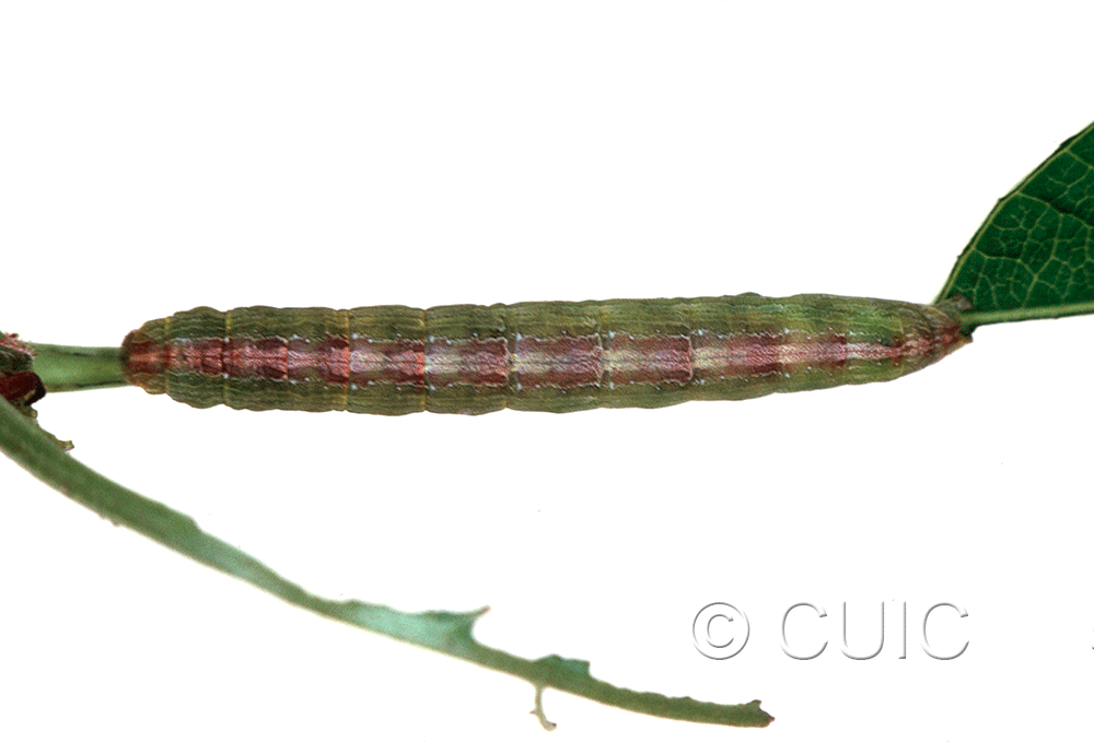 dorsal view of larva Sympistis triostei on Triosteum perfoliatum in USA: IL