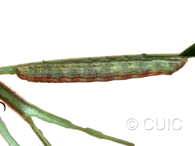 lateral view of larva Sympistis triostei on Triosteum perfoliatum in USA: IL