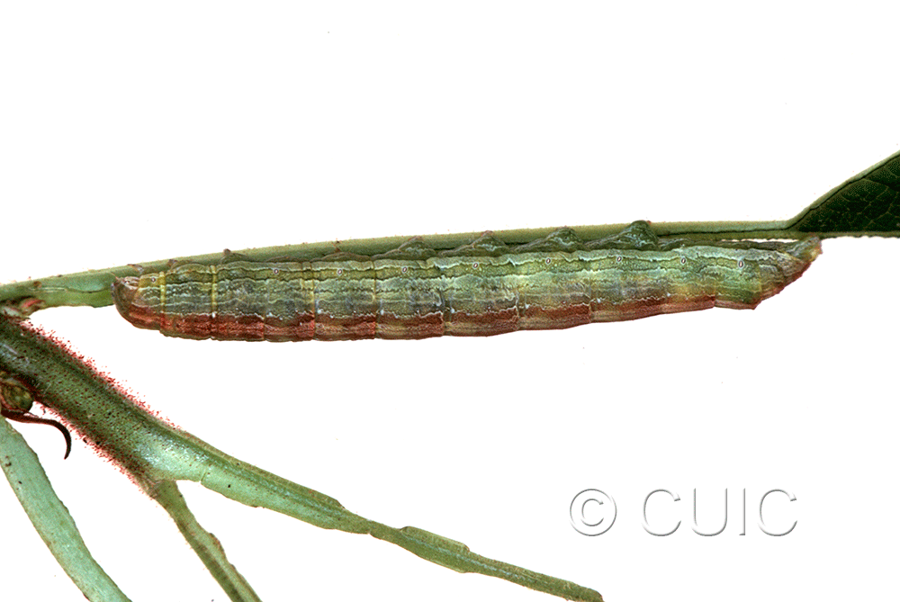 lateral view of larva Sympistis triostei on Triosteum perfoliatum in USA: IL