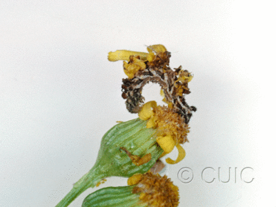 lateral view of larva Synchlora