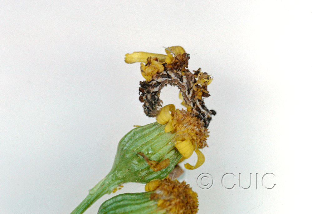 lateral view of larva Synchlora