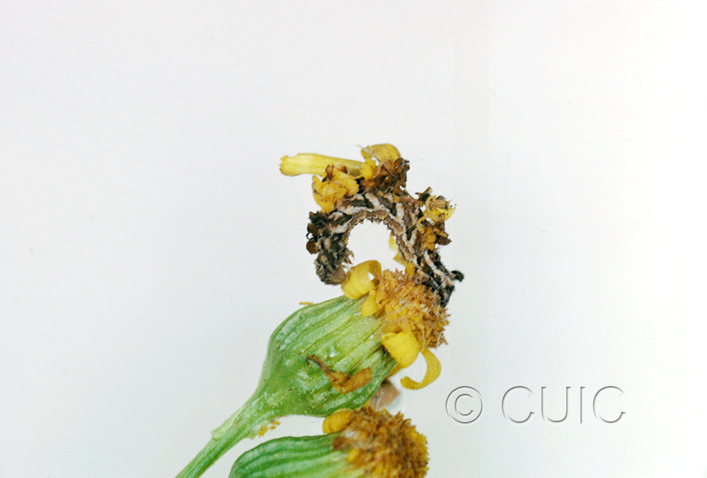 lateral view of larva Synchlora