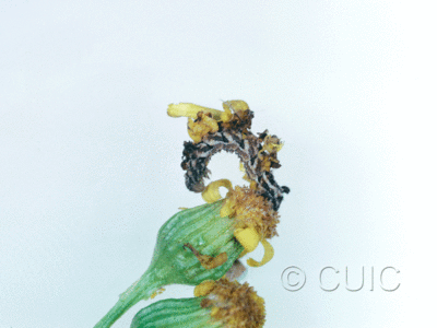 lateral view of larva Synchlora