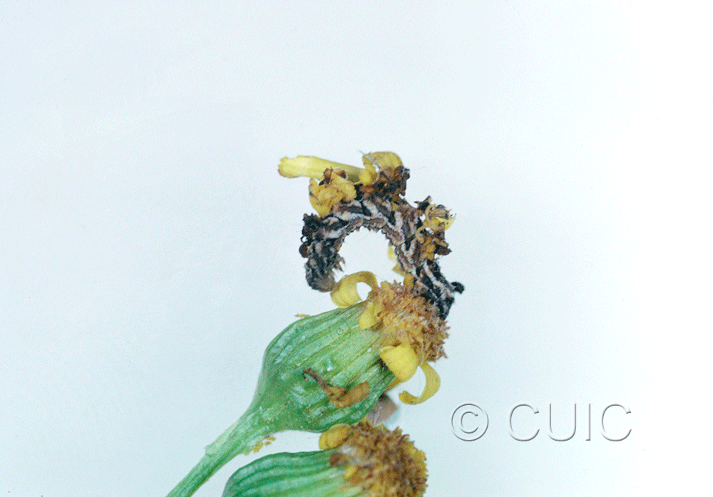 lateral view of larva Synchlora