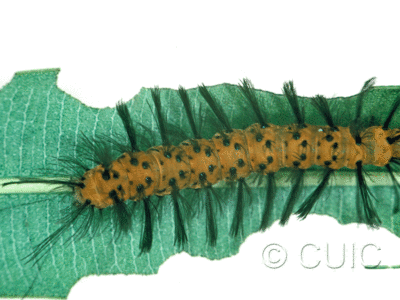 dorsal view of larva Syntomeida epilais on Taraxacum in USA: FL