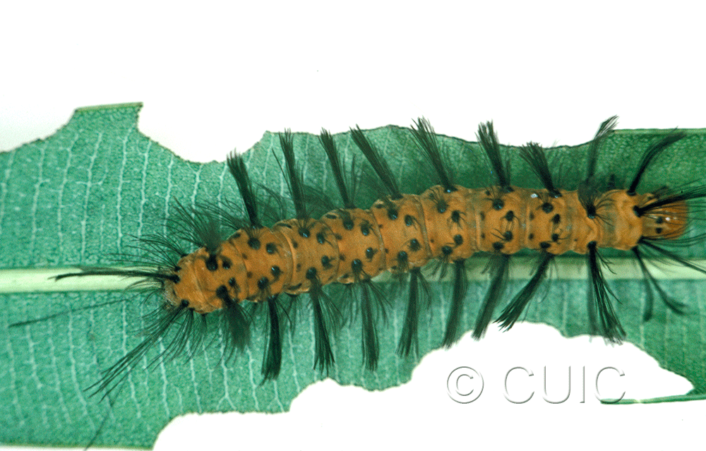 dorsal view of larva Syntomeida epilais on Taraxacum in USA: FL