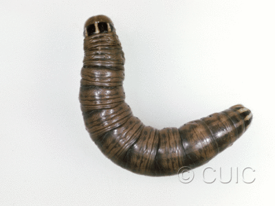 dorsal view of larva Tholera