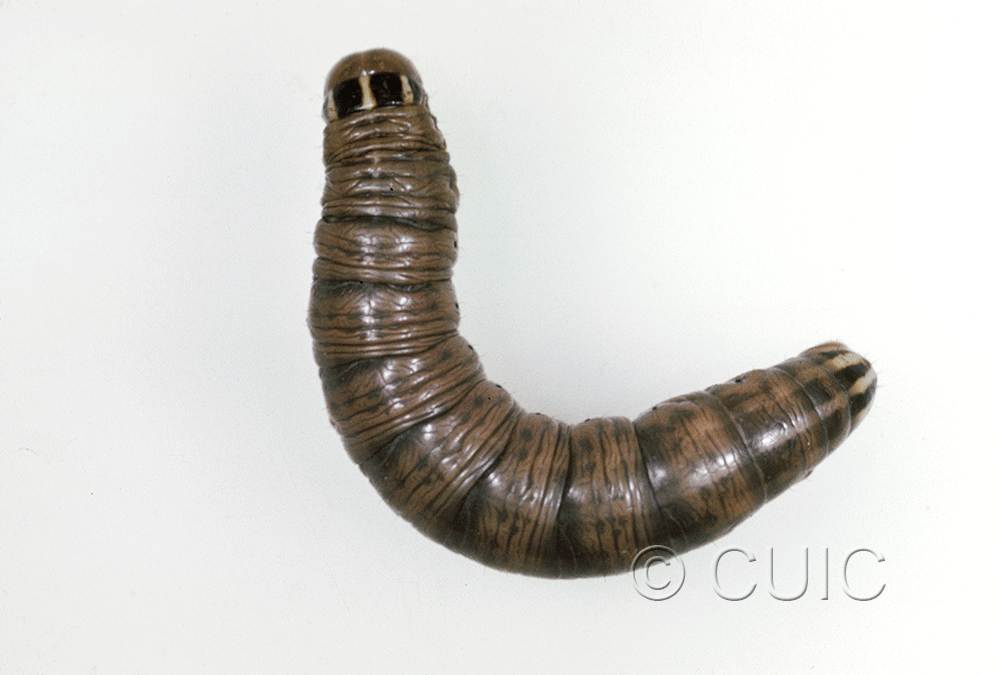 dorsal view of larva Tholera