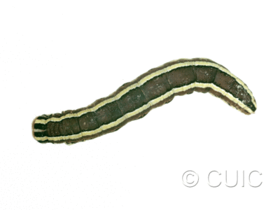 dorsal view of larva Trichordestra legitima in USA: NY