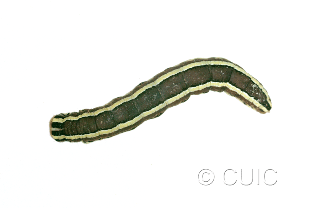 dorsal view of larva Trichordestra legitima in USA: NY