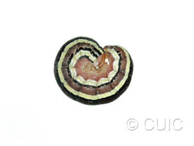 lateral view of larva Trichordestra legitima in USA: NY