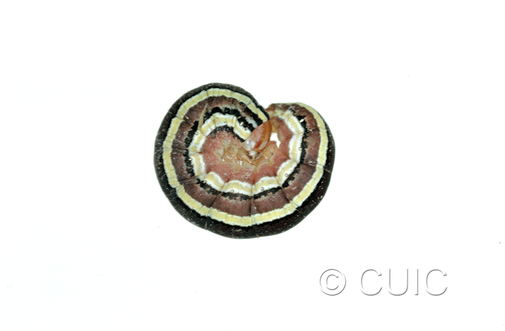 lateral view of larva Trichordestra legitima in USA: NY