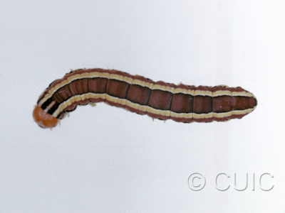 dorsal view of larva Trichordestra legitima on Solidago in USA: NY