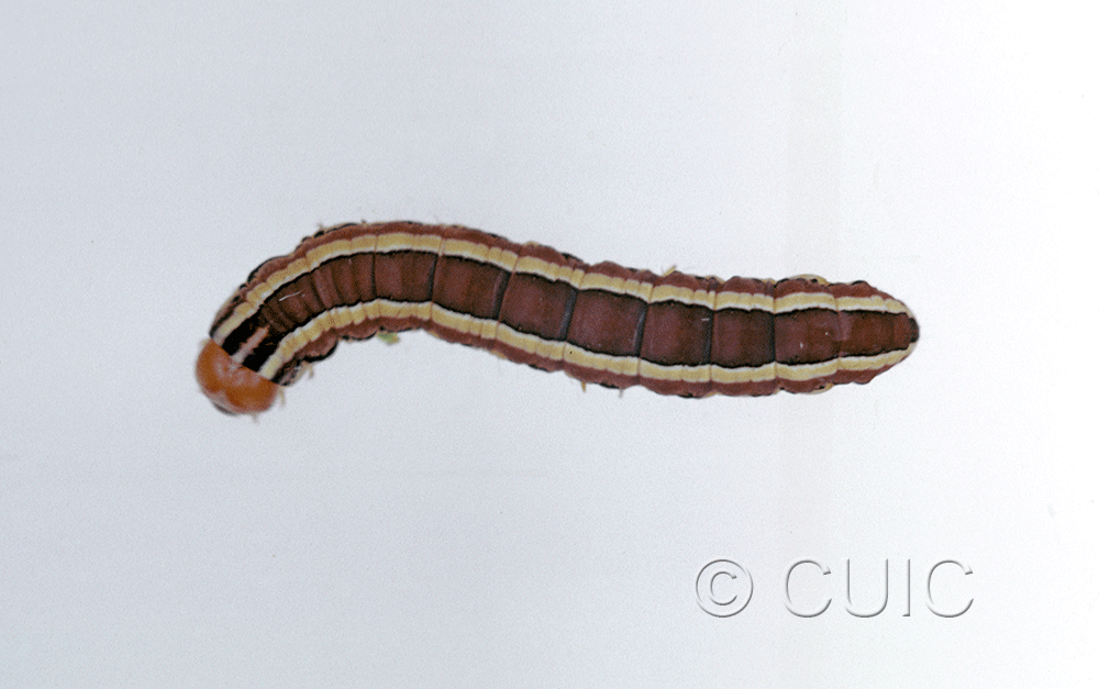 dorsal view of larva Trichordestra legitima on Solidago in USA: NY