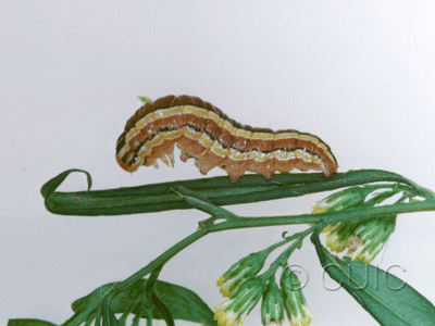 lateral view of larva Trichordestra legitima on Solidago in USA: NY