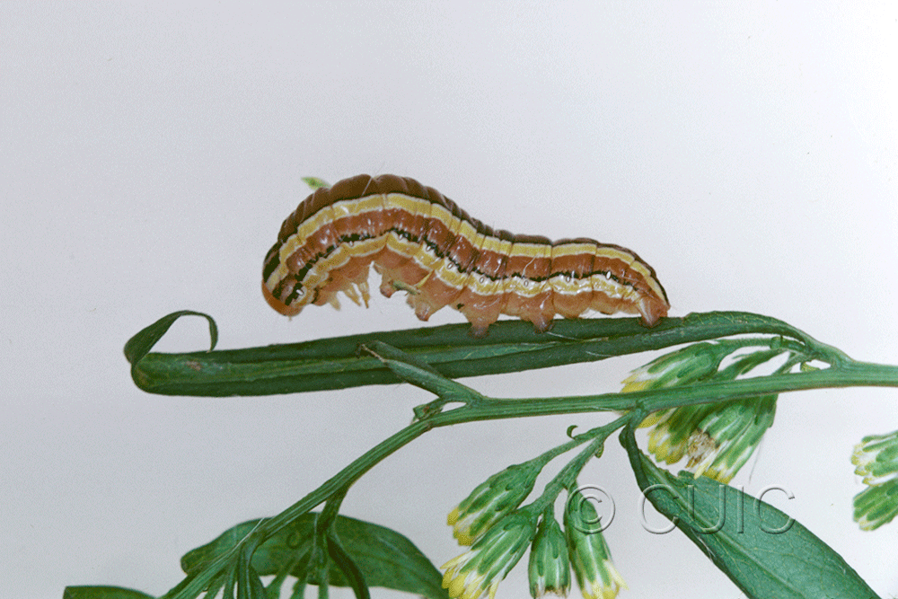 lateral view of larva Trichordestra legitima on Solidago in USA: NY