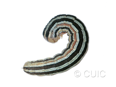 dorsal view of larva Trichordestra lilacina on heads of grasses in USA: MT