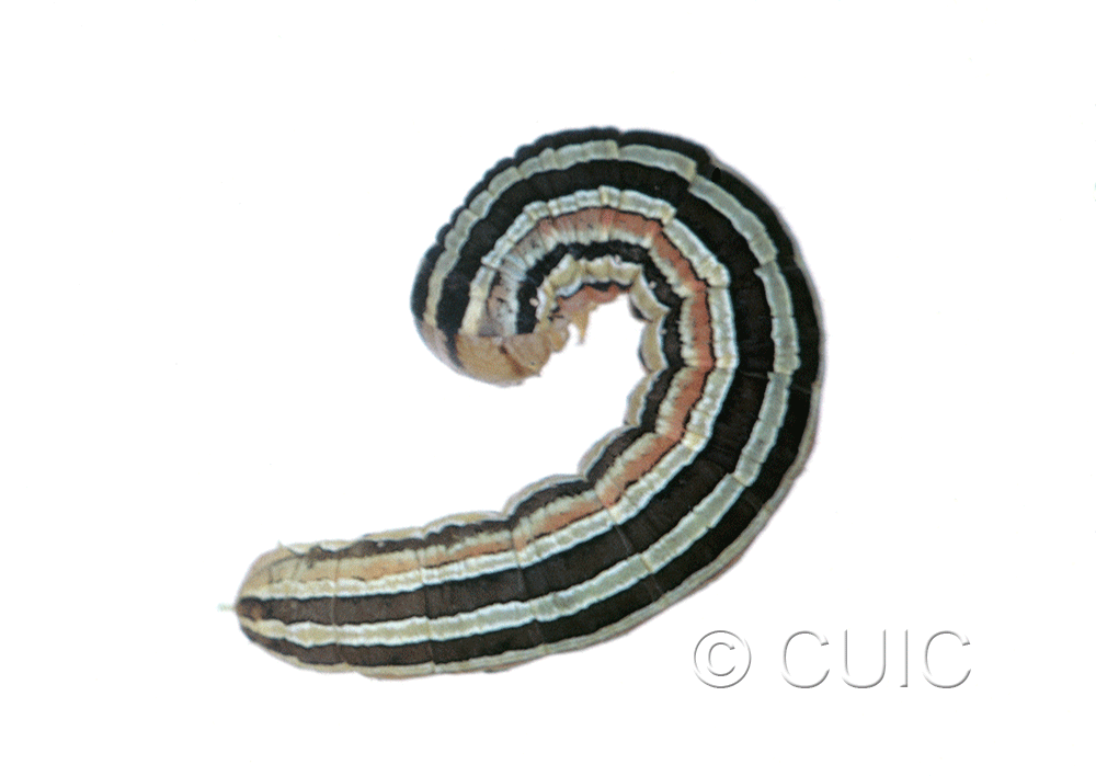 dorsal view of larva Trichordestra lilacina on heads of grasses in USA: MT