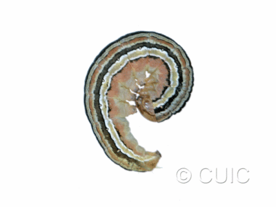 lateral view of larva Trichordestra lilacina on heads of grasses in USA: MT