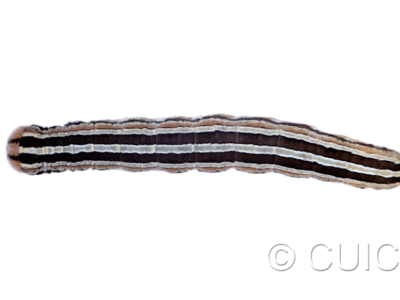 dorsal view of larva Trichordestra lilacina on heads of grasses in USA: MT