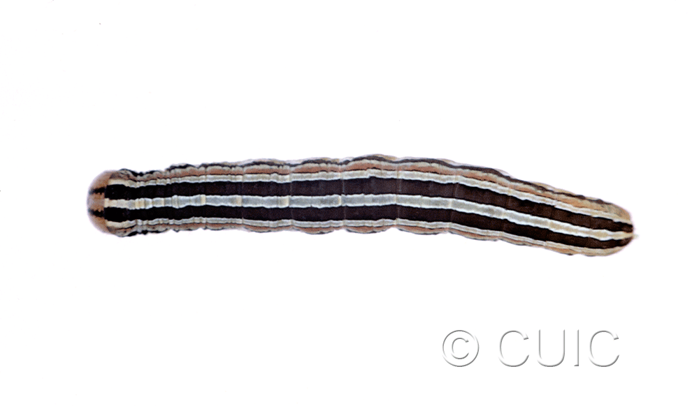 dorsal view of larva Trichordestra lilacina on heads of grasses in USA: MT