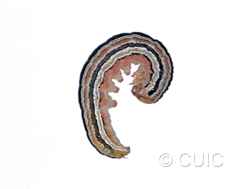 lateral view of larva Trichordestra lilacina on heads of grasses in USA: MT