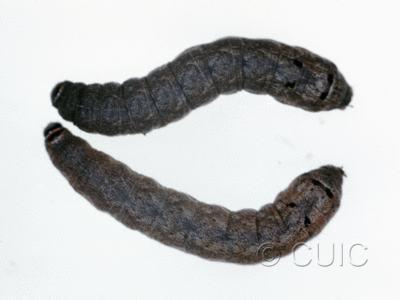 dorsal view of larva Ulolonche culea on Quercus nigra, rubra, Taraxacum in USA: SC