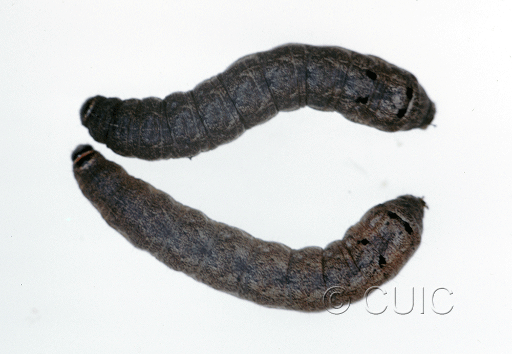 dorsal view of larva Ulolonche culea on Quercus nigra, rubra, Taraxacum in USA: SC