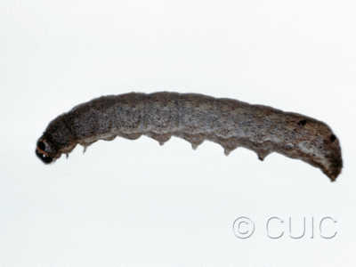lateral view of larva Ulolonche culea on Quercus nigra, rubra, Taraxacum in USA: SC