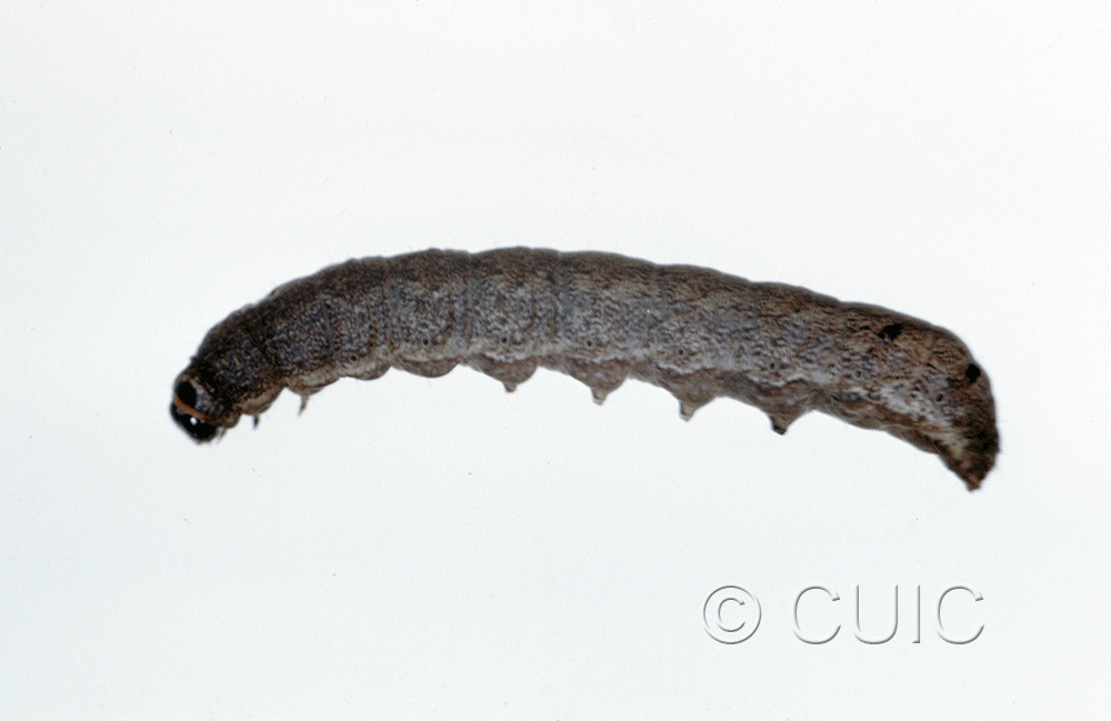 lateral view of larva Ulolonche culea on Quercus nigra, rubra, Taraxacum in USA: SC