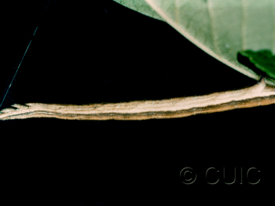 larva Xanthotype rufaria