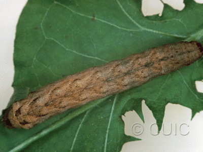 dorsal view of larva Xestia c-nigrum on Taraxacum in USA: NY