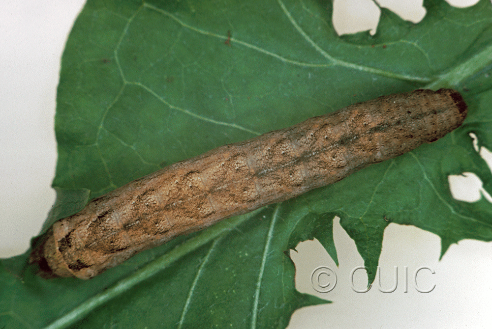 dorsal view of larva Xestia c-nigrum on Taraxacum in USA: NY